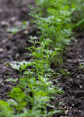 young carrots