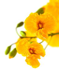 Obraz na płótnie Canvas yellow cassia flowers
