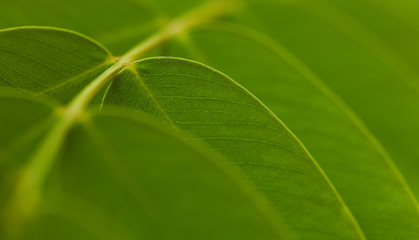 acacia leaf macro