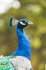 Portrait of beautiful male indian peacock