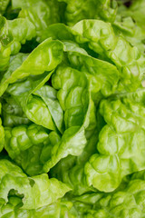 salad plant background
