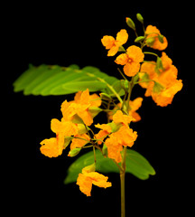 yellow cassia flowers