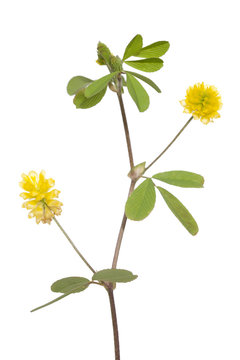 yellow clover