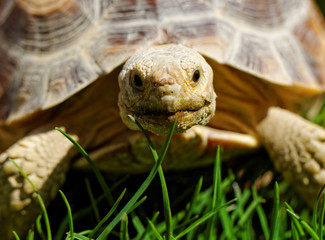 African Spurred Tortoise