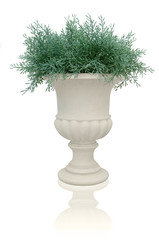 fern plant in a white pot