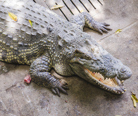 Crocodile on a farm, Thailand