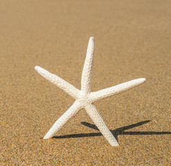 Fototapeta na wymiar Star shell on sandy beach close-up