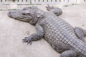 Crocodile on a farm, Thailand