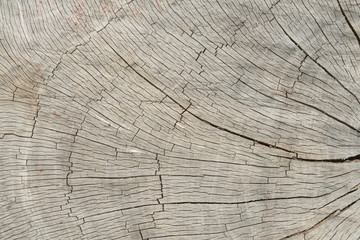 Naklejka premium Grunge of texture wood materials background
