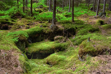 The primeval forest-HDR