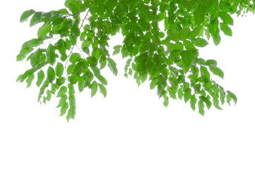 Green leaves isolate  white background with clipping part