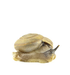 snail isolated
