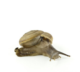 snail isolated