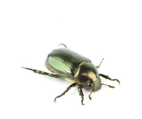 beetle isolated