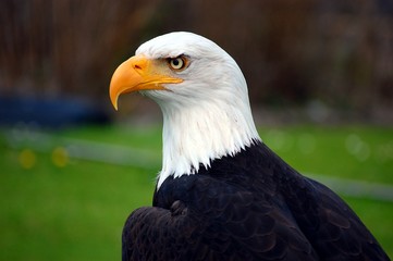 Weißkopfseeadler