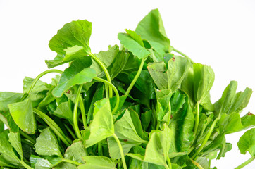gotu kola leaves