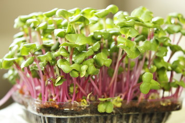 Growing microgreens on plastic white cup