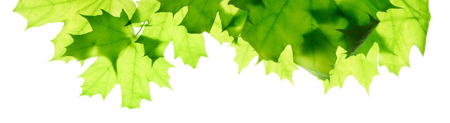 Green maple leaves isolated