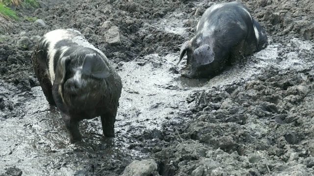 Schweine suhlen sich im Dreck