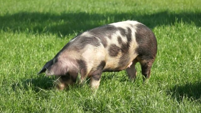 Buntes Bentheimer Landschwein