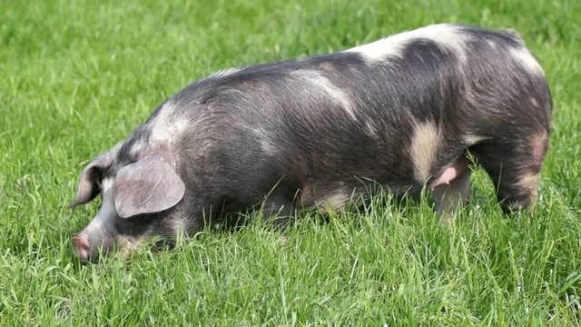 buntes Bentheimer Landschwein