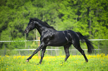 Fototapeta na wymiar Black horse runs gallop in summer
