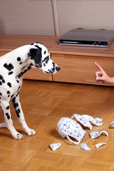 Hund mit zerschlagender Kanne Haftpflichtschaden