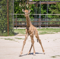 Obraz premium baby giraffe