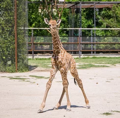 Papier Peint photo autocollant Girafe bébé girafe