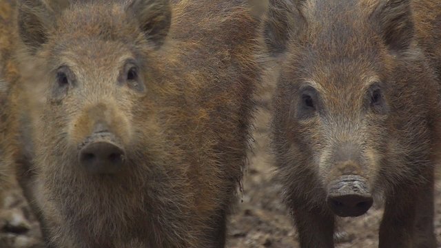 Wildschweine