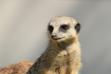 suricates