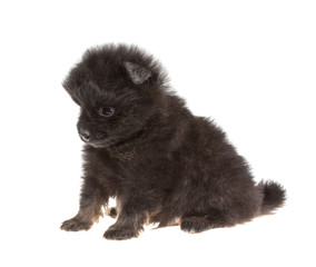 Obraz premium Portrait of pomeranian spitz