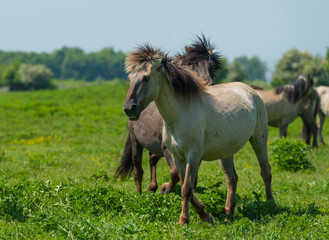 Obraz na płótnie Canvas Playing wild horses in a sunny meadow