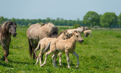 Obraz premium Foals in a herd of wild horses in spring