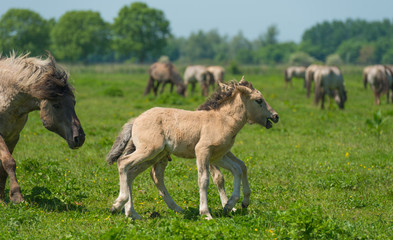 Obraz premium Foals in a herd of wild horses in spring