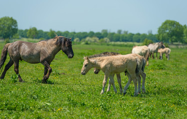 Obraz na płótnie Canvas Foals in a herd of wild horses in spring