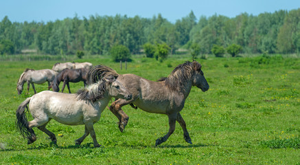 Wild horses running in a sunny meadow © Naj