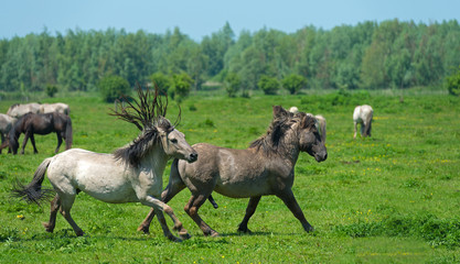 Wild horses running in a sunny meadow