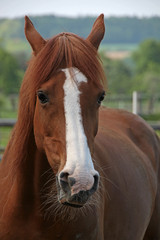 Obraz premium Araberhengst