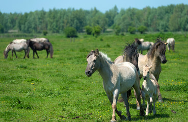 Fototapeta na wymiar Wild horses running in a sunny meadow