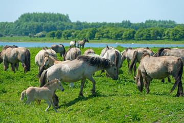 Wild horses in a sunny meadow in spring