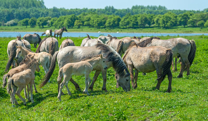 Wild horses in a sunny meadow in spring © Naj