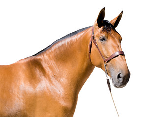 Brown horse isolated