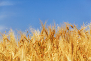wheat crop © Gennadiy Iotkovskiy