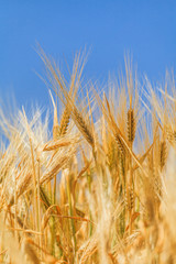 ears of ripe wheat