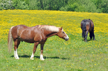 Horses Grazing In Summer Meadow