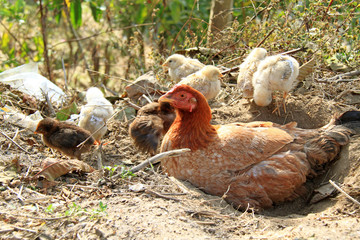 Natural newborn chickens and mother hen