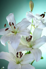 white lily on green