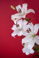 white lily isolated on red
