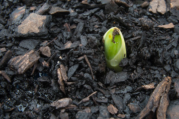 Daffodil sprout